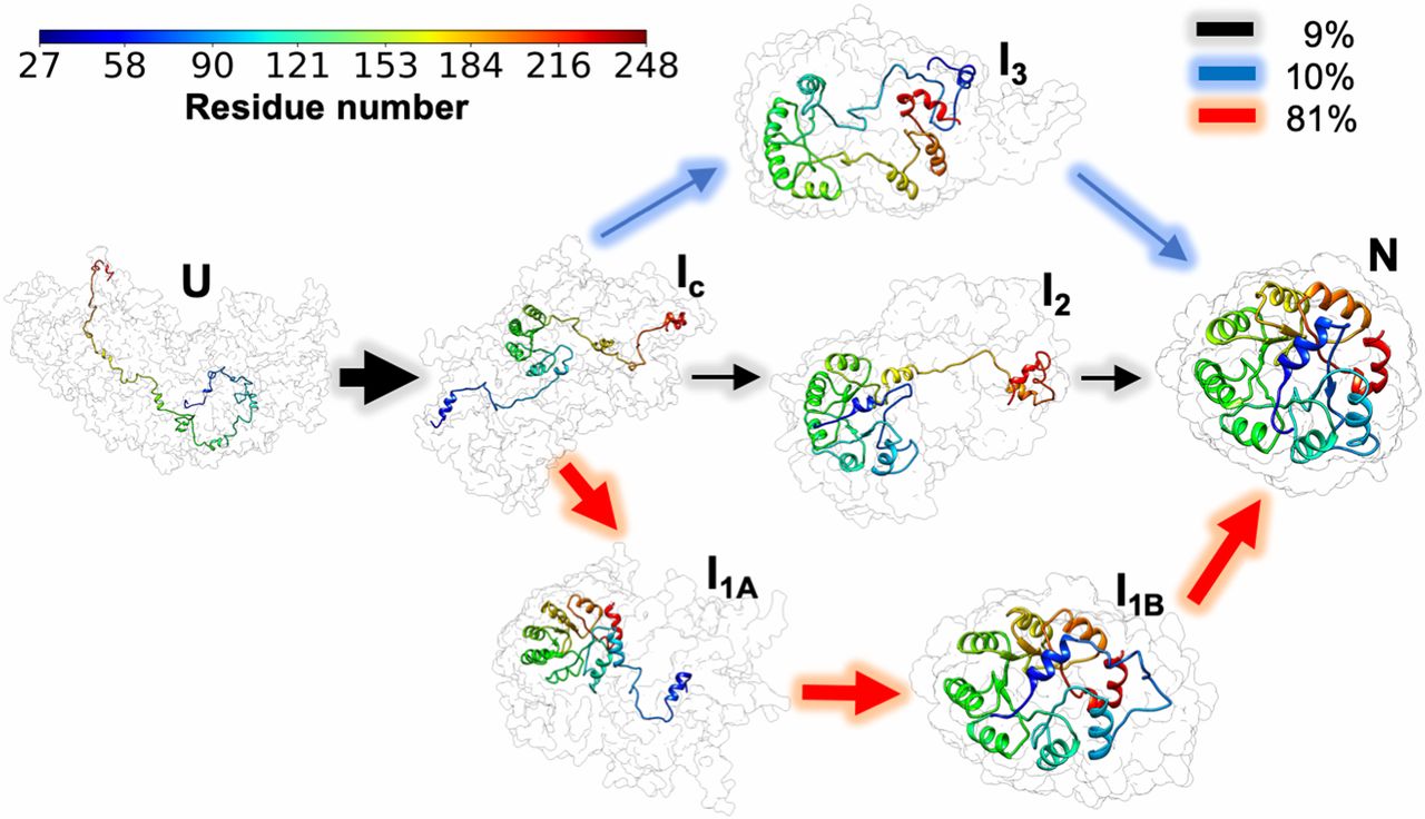 Frustration and Folding of a TIM Barrel Protein